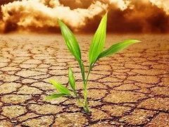 土壤養(yǎng)分檢測儀可以應用在哪些地方？